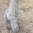 트윈목장 이미지