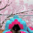 댕마카세 이미지