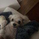 방배로31길 28 (1) 이미지