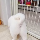 써니펫살롱 이미지