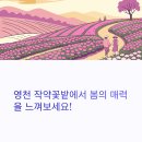5월 | 영천 작약꽃밭 위치, 가는 법, 5월 여행 후기