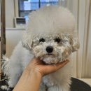 페어리몽드 이미지