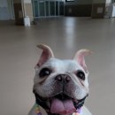 큰댕댕 개치원 이미지