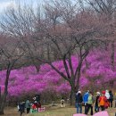 (주)햇빛나눔 | 부천 원미산 진달래동산 개화 상황 + 방문 후기