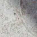 에코크리닝 | 커피머신 관리 필수품 세이프 클리닝 캡슐 + 에코 디스케일링 써본 후기