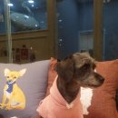 딜리동물병원 이미지