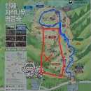 11545-09-52-03 | [방문후기] 강원도 인제 원대리 자작나무숲-현재 일부구간 폐쇄