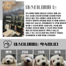 데스티니퍼피