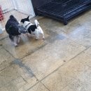 부산애견팡팡 이미지