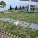 스테이 다옴 이미지