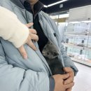 인천강아지분양 테디럽 이미지