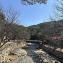 대구근교나들이, 양산 통도사 꽃구경 매화 우담바라 구경 (주차,우담바라,매화)