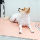 귀엽개귀엽냥 이미지