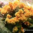 산호 연합뉴스