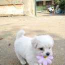 뽀송뽀송 이미지