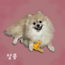 디지털 팝아트 초상화로 굿즈 만들기 | 반려동물 굿즈, 강아지 초상화로 만드는 나만의 텀블러 엔젤드로잉 내돈내산 후기