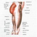 대둔근 [gluteus muscle, 大臀筋] 이미지