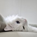 CU김포골드밸리점 | [바디스튜디오 펠리체, 운양동 필라테스, 아웃백 김포공항 롯데몰]혈액순환에 좋은/플라잉요가 효과...