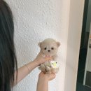 퍼피스토리 이미지