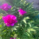 모란 마을회관 이미지