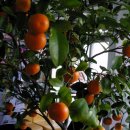 열매약국 이미지