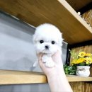 강아지분양 애견입양 아이러브독 인천점 이미지