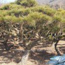 백송농장 이미지