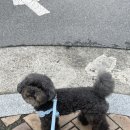 내돈내산|강아지 하네스 ;더샐리스로우 네이밍 하네스 후기