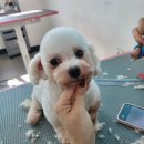 원애견샵 이미지