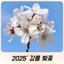 GS25강릉안목점 | 2025년 강릉 벚꽃구경하고 가세요~