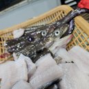 영도숯불장어구이 이미지