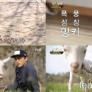 삼시세끼흑염소 텐아시아