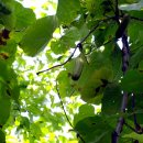 [09.09] 화악산(3)- 나무열매: 회나무, 산앵도, 회목나무[6월에찍은 회목나무꽃추가], 박달나무, 노박덩굴, 함박꽃나무, 등칡, 민둥인가목 이미지