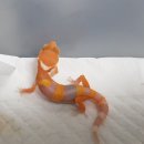 비디비렙타일 | 늦은 다온렙타일 블러드 만다린 경매 후기