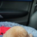 호텔스 컴도그 이미지