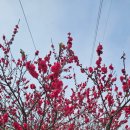 완주 편백숲 관광안내소 이미지