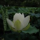 푼다리카 이미지