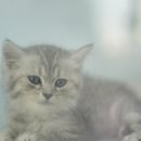 대구고양이분양 도로시펫 이미지