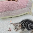 나는 고양이에 빠지다 | 수지고양이에 다녀온 " 나는 고양이에 빠지다 "는 정말 최고~^^