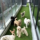 옐레드 애견유치원 & 애견호텔 대전노은점 | 대전 애견 유치원 댕댕이들의 천국 소형견 전문 케어하는 곳 옐레드 대전노은점