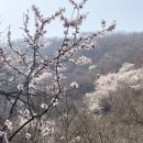 동산이화원~식물원 산행후기 이미지