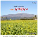 서귀포 자동차프라자 | 제주도 유채꽃 개화시기(유채꽃 명소 축제)