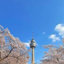 삼호동주민센터 (옥내1) | 벚꽃 개화시기 확정: 전국 지역별 명소 및 실시간 개화 상황 총정리 2026