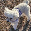 으뜸덴탈 | 본아페티 강아지 눈 건강 연어 LID 사료 티어스테인앤아이즈