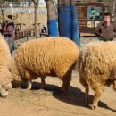 늘솔길공원양떼목장 이미지