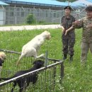 육군 군견훈련소 이미지