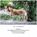 도그맘 이미지