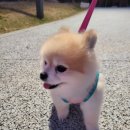 버터플라이 포메 이미지