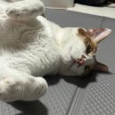 포포즈 반려동물 장례식장 경기광주점 이미지