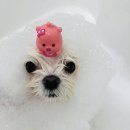 구미산동 애견미용 눈부시개 이미지